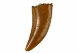 Serrated, Raptor Tooth - Real Dinosaur Tooth #115847-1